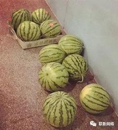 甜波吃瓜完结,一场甜蜜与瓜皮的完美邂逅 第3张 甜波吃瓜完结,一场甜蜜与瓜皮的完美邂逅 第3张